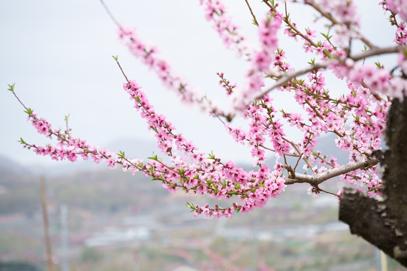 桃の花